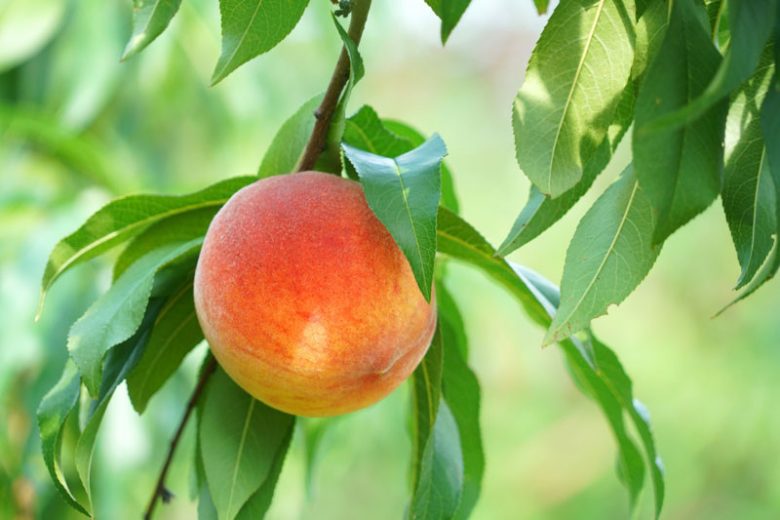 Prunus persica 'Harvester', Peach 'Harvester', Peach Tree, Flowering Tree, Fruit Tree