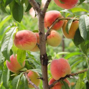 Prunus persica 'Reliance', Peach 'Reliance', Peach Tree, Flowering Tree, Fruit Tree
