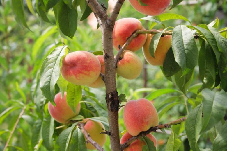 Prunus persica 'Reliance', Peach 'Reliance', Peach Tree, Flowering Tree, Fruit Tree