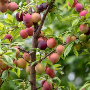 Prunus salicina 'Methley', Japanese Plum 'Methley', Methley Japanese Plum, Flowering Tree, Fruit Tree