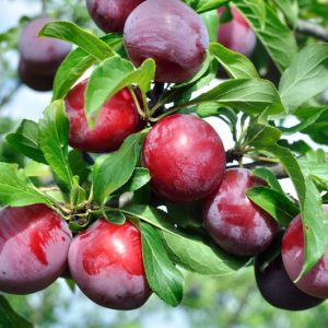 Prunus salicina 'Ozark Premier', Japanese Plum 'Ozark Premier', Ozark Premier Japanese Plum, Flowering Tree, Fruit Tree