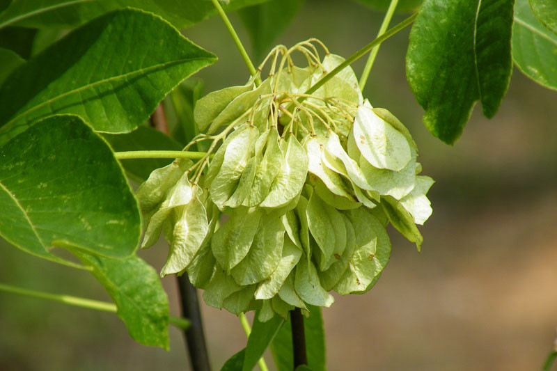 Ptelea trifoliata (Hop Tree)