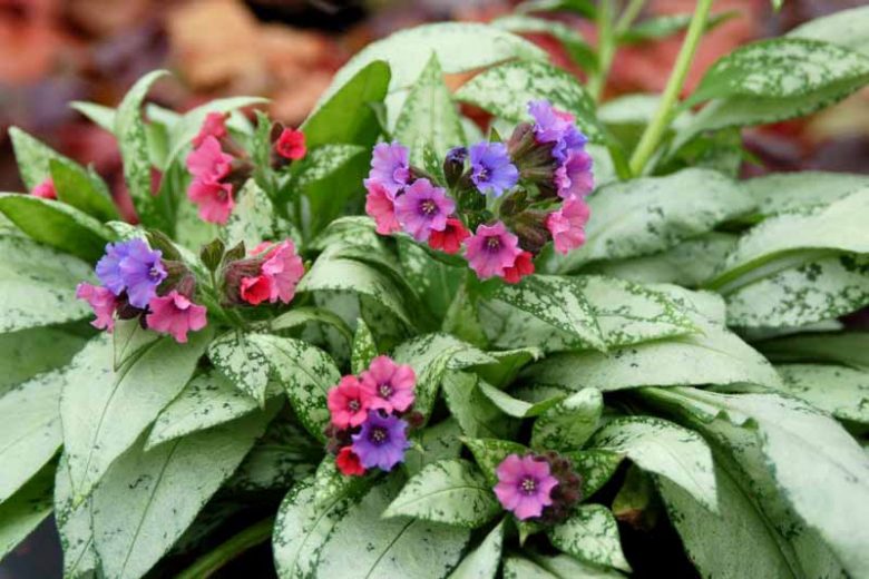 Pulmonaria 'Silver Bouquet', Lungwort 'Silver Bouquet', Silver Bouquet Lungwort, Bethlehem Sage 'Silver Bouquet', Silver Bouquet Bethlehem Sage, Blue Flowers, Pink Flowers, Spring Flowers