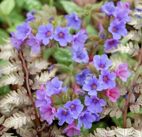 Pulmonaria 'Trevi Fountain', Lungwort 'Trevi Fountain', Trevi Fountain Lungwort, Bethlehem Sage 'Trevi Fountain', Trevi Fountain Bethlehem Sage, Blue Flowers, Pink Flowers, Spring Flowers