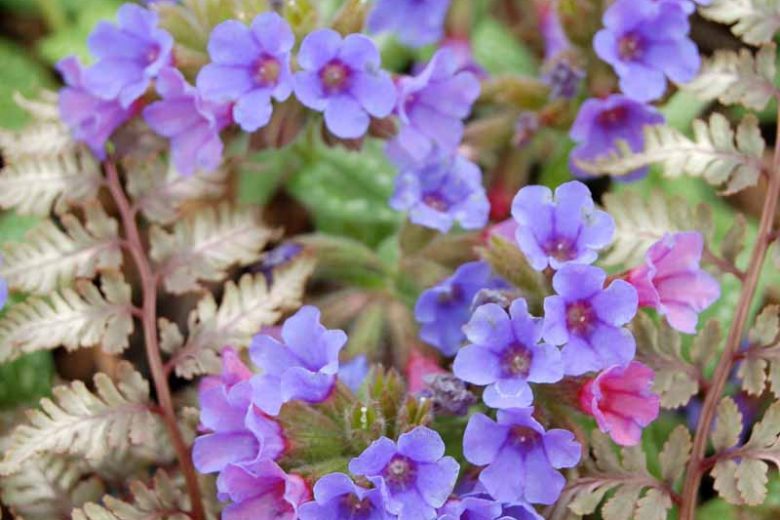Pulmonaria 'Trevi Fountain', Lungwort 'Trevi Fountain', Trevi Fountain Lungwort, Bethlehem Sage 'Trevi Fountain', Trevi Fountain Bethlehem Sage, Blue Flowers, Pink Flowers, Spring Flowers