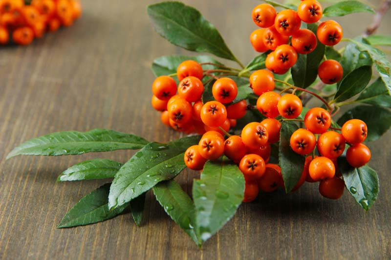 Pyracantha angustifolia 'Gnome',Narrowleaf Firethorn 'Gnome', Slender Firethorn 'Gnome', Woolly Firethorn 'Gnome', Evergreen Shrubs, White flowers, Orange Fruits, Yellow Fruits, drought tolerant flowers, Flowering Shrub