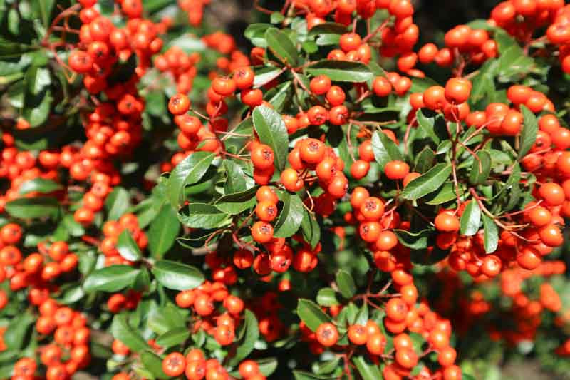 Pyracantha coccinea 'Lowboy' (Scarlet Firethorn)