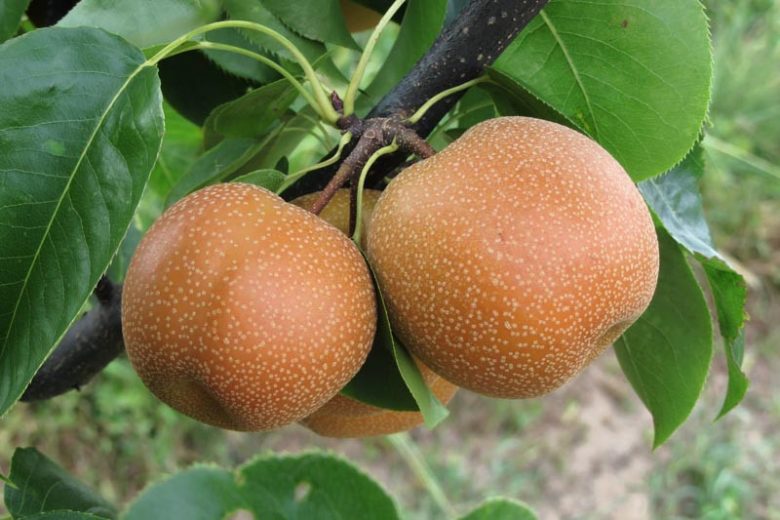 Pyrus pyrifolia 'Chojuro',Pear 'Chojuro', Chojuro Pear, Pyrus 'Chojuro', Asian Pear, Chinese Sand Pear, Yellow Pear, White Flowers