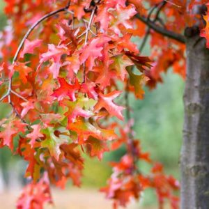 Quercus coccinea, Scarlet Oak, Red Leaves, Tree with fall color, Fall color, Attractive bark Tree