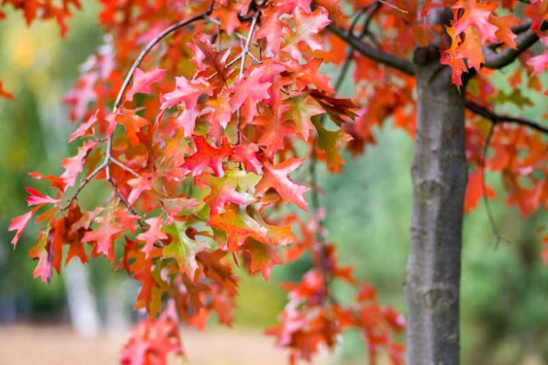 Quercus coccinea, Scarlet Oak, Red Leaves, Tree with fall color, Fall color, Attractive bark Tree