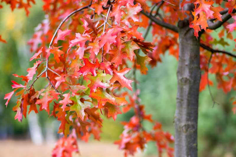 Scarlet Oak (Quercus coccinea) Striking Beauty in Your Landscape