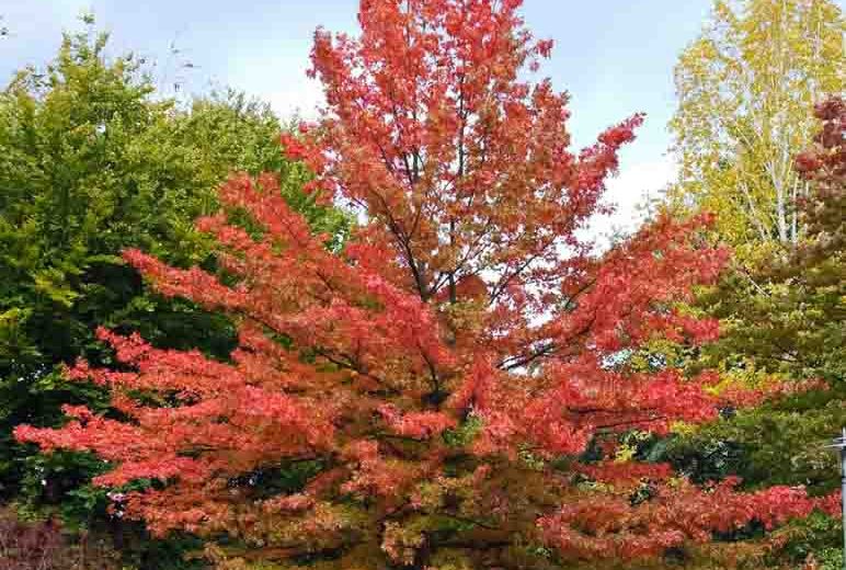 Quercus palustris, Pink Oak, Swamp Spanish Oak, Red Leaves, Tree with fall color, Fall color, Attractive bark Tree