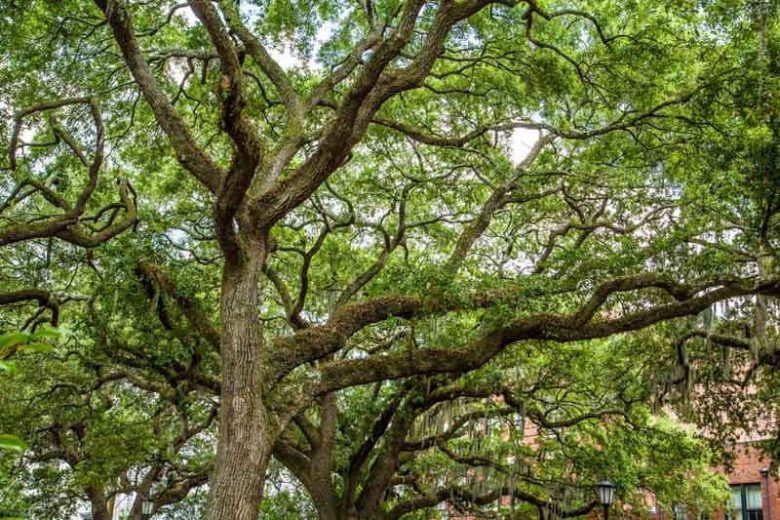 Quercus virginiana, Live Oak, American Live Oak, Southern Live Oak, Evergreen Oak,