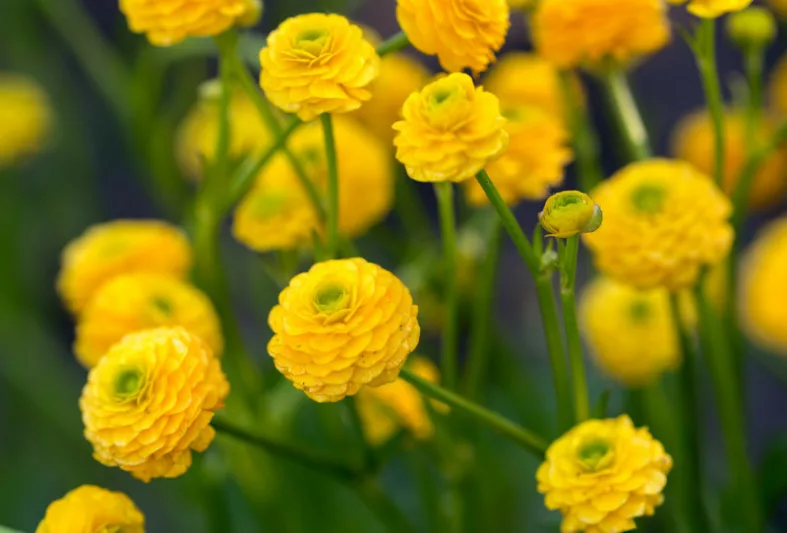 Ranunculus acris 'Flore Pleno', Double Meadow Buttercup, Bachelor's Buttons, Double Upright Crowfoot, Gold Buttons, King's Knobs, Soldier's Buttons, Yellow Bachelor's Buttons, spring flowering bulb, fall flowering bulb, Yellow flowers, Yellow Ranunculus