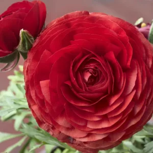 Persian buttercup Tomer Red, Ranunculus Asiaticus Tomer Red, Turban Buttercup Tomer Red, Persian Crowfoot Tomer Red, spring flowering bulb, fall flowering bulb, Red flowers, Red Ranunculus