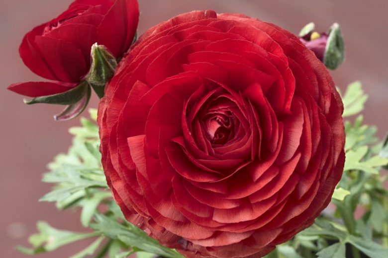 Persian buttercup Tomer Red, Ranunculus Asiaticus Tomer Red, Turban Buttercup Tomer Red, Persian Crowfoot Tomer Red, spring flowering bulb, fall flowering bulb, Red flowers, Red Ranunculus