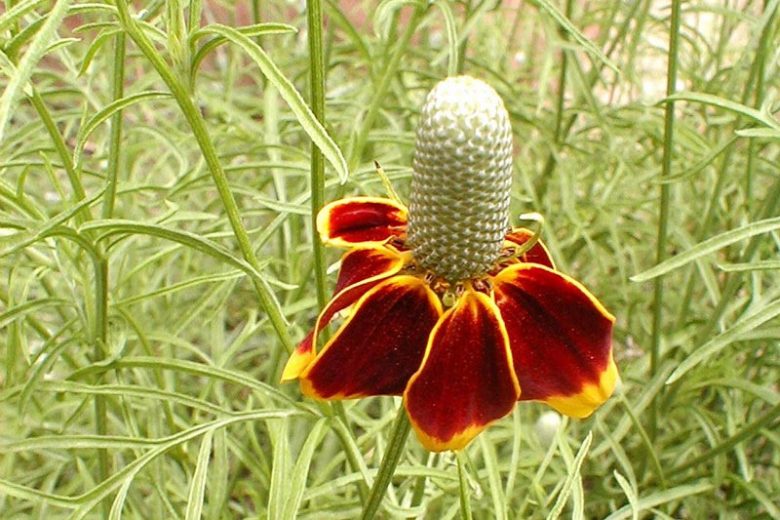 Ratibida columnifera, Upright Prairie Coneflower, Mexican Hat, Mexican Hat Plant, Prairie Coneflower, Prairieconeflower, Redspike Mexican Hat, Column Flower, Obelisk Flower