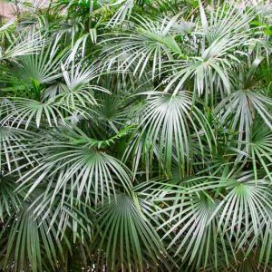 Rhapidophyllum hystrix, Needle Palm, Blue Palmetto, Porcupine Palm, Hardy Palm