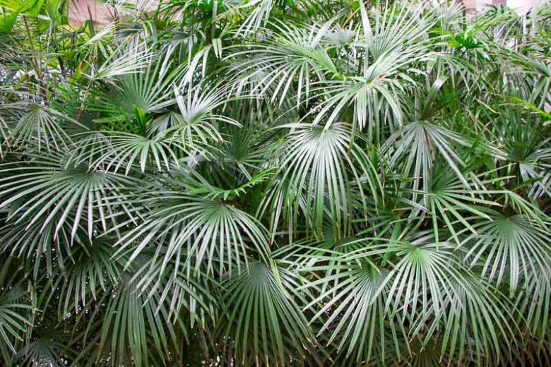Rhapidophyllum hystrix, Needle Palm, Blue Palmetto, Porcupine Palm, Hardy Palm