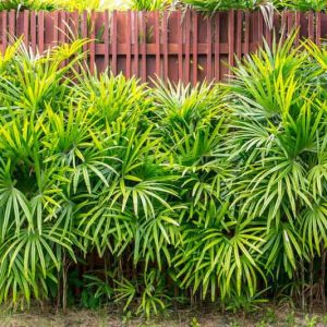 Rhapis excelsa, Ground Rattan, Bamboo Palm, Lady Palm, Miniature Fan Palm, Fern Rhapis, Rhapis flabelliformis, Drought tolerant tree, Tropical Plant, Palm Tree