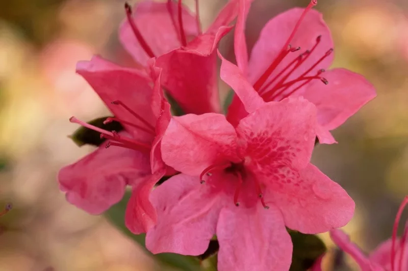 Rhododendron Encore® Autumn Cheer™, Encore Azalea Series, Rhododendron 'Conlef, Re-blooming Rhododendrons, Pink Azalea, Pink Rhododendron, Pink Flowering Shrub,