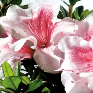 Rhododendron Encore® Autumn Chiffon™, Encore Azalea Series, Rhododendron 'Robleb, Re-blooming Rhododendrons, Pink Azalea, Pink Rhododendron, Pink Flowering Shrub,