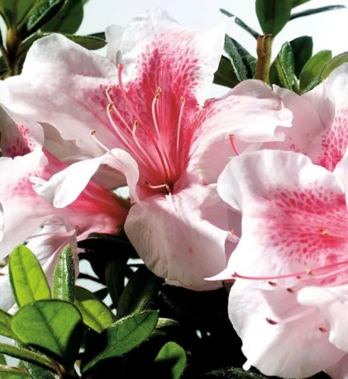Rhododendron Encore® Autumn Chiffon™, Encore Azalea Series, Rhododendron 'Robleb, Re-blooming Rhododendrons, Pink Azalea, Pink Rhododendron, Pink Flowering Shrub,