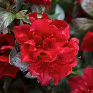 Rhododendron Encore® Autumn Fire™, Encore Azalea Series, Rhododendron 'Roblez, Re-blooming Rhododendrons, Red Azalea, Red Rhododendron, Red Flowering Shrub,