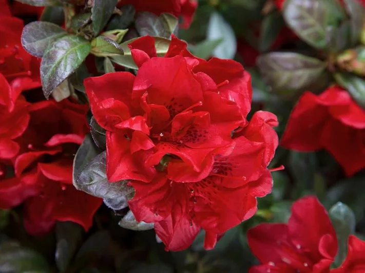 Rhododendron Encore® Autumn Fire™, Encore Azalea Series, Rhododendron 'Roblez, Re-blooming Rhododendrons, Red Azalea, Red Rhododendron, Red Flowering Shrub,