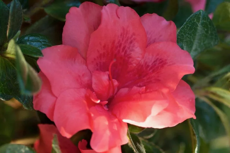 Rhododendron Encore® Autumn Princess™, Encore Azalea Series, Rhododendron 'Roblea, Re-blooming Rhododendrons, Pink Azalea, Pink Rhododendron, Pink Flowering Shrub,