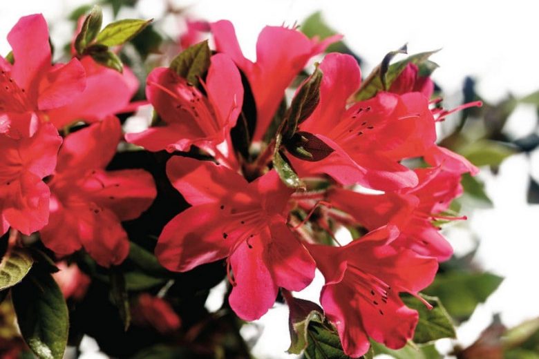 Rhododendron Encore® Autumn Ruby™, Encore Azalea Series, Rhododendron 'Conler, Re-blooming Rhododendrons, Red Azalea, Red Rhododendron, Red Flowering Shrub,