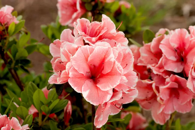 Rhododendron Encore® Autumn Sunburst™, Encore Azalea Series, Rhododendron 'Roblet', Re-blooming Rhododendrons, Coral Azalea, Coral Rhododendron, Coral Flowering Shrub,