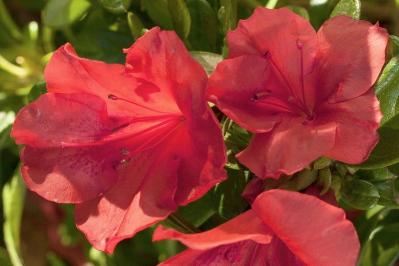 Rhododendron Encore® Autumn Sunset™, Encore Azalea Series, Rhododendron 'Roblen, Re-blooming Rhododendrons, Red Azalea, Red Rhododendron, Red Flowering Shrub,