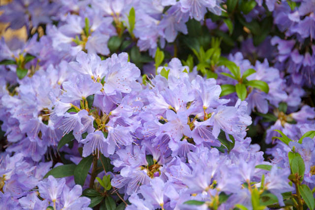 Rhododendron 'Blue Tit','Blue Tit' Rhododendron, Dwarf Rhododendron 'Blue Tit ', Early MidSeason Rhododendron, Blue Azalea, Blue Rhododendron, Blue Flowering Shrub, Lavender Azalea, Lavender Azalea, Lavender Rhododendron, Flowering Shrub,