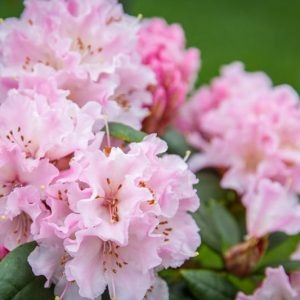 Rhododendron 'Christmas Cheer', 'Christmas Cheer' Rhododendron, Early Season Rhododendron, Pink Rhododendron, Pink Flowering Shrub, Evergreen Rhododendron