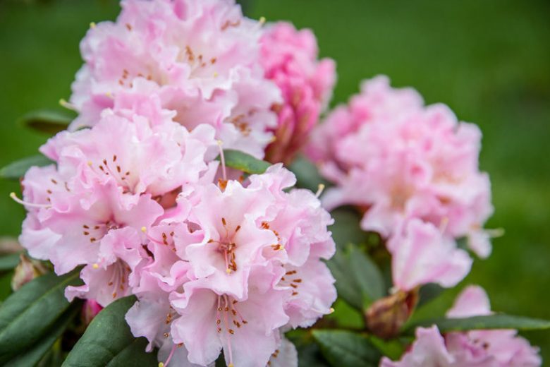 Rhododendron 'Christmas Cheer', 'Christmas Cheer' Rhododendron, Early Season Rhododendron, Pink Rhododendron, Pink Flowering Shrub, Evergreen Rhododendron
