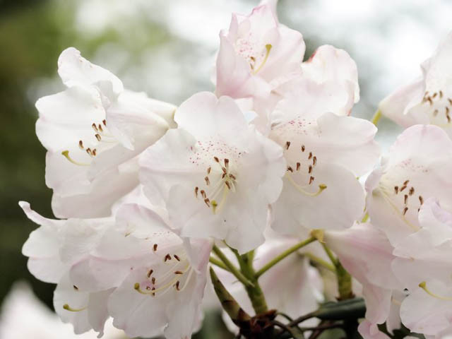 Rhododendron Decorum, Great White Rhododendron, Midseason Rhododendron, Evergreen Rhododendron, Fragrant Rhododendron, White Rhododendron, White Flowering Shrub