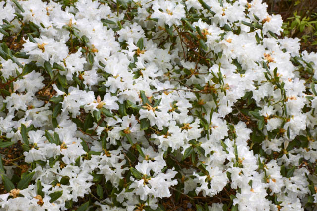 Rhododendron 'Dora Amateis', 'Dora Amateis' Rhododendron, Early Midseason Rhododendron, Fragrant Rhododendron, White Rhododendron, White Flowering Shrub