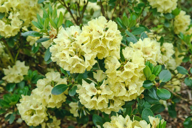 Rhododendron 'Goldkrone', 'Goldkrone' Rhododendron,'Gold Crown' Rhododendron, Midseason Azalea, Midseason Azalea, Yellow Azalea, Yellow Rhododendron, Yellow Flowering Shrub