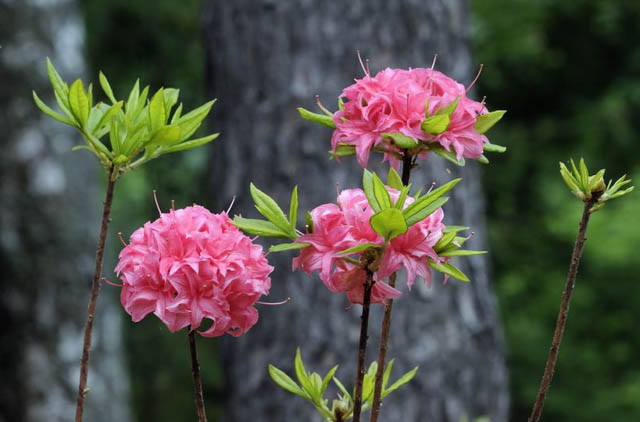 Rhododendron 'Homebush','Homebush' Rhododendron, 'Homebush' Azalea, 'Homebush' Deciduous Azalea, Late Midseason Azalea, Knap Hill and Exbury Azaleas, Pink Azalea, Pink Rhododendron, Pink Flowering Shrub