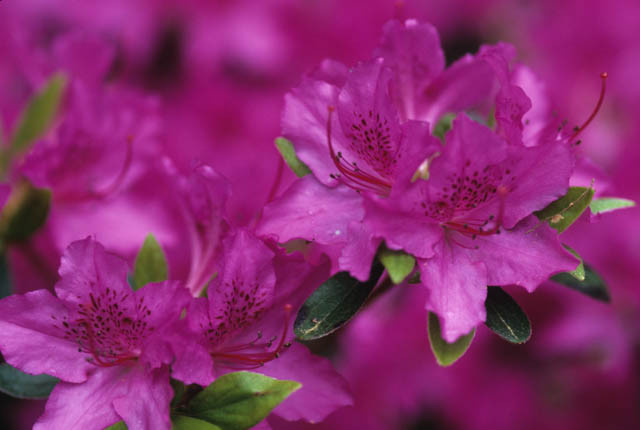 Rhododendron 'Karens',Rhododendron 'April Rose', 'Karens' Rhododendron, Rhododendron 'Karen', 'Karen' Rhododendron, 'Karen' Azalea, Early Midseason Azalea, Evergreen Azalea, Purple Azalea, Purple Rhododendron, Purple Flowering Shrub, Evergreen Rhododendron, Purple Azalea, Purple Rhododendron, Purple Flowering Shrub