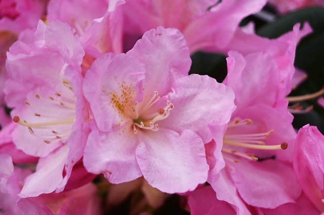 Rhododendron Ken Janeck