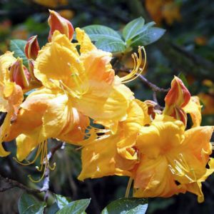 Rhododendron 'Klondyke', 'Klondyke' Rhododendron, 'Klondyke' Azalea, Deciduous Azalea, Early Midseason Azalea, Midseason Azalea, Yellow Azalea, Yellow Rhododendron, Yellow Flowering Shrub