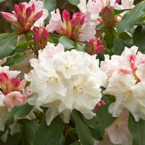 Rhododendron 'Loderi King George', 'Loderi King George' Rhododendron, Midseason Rhododendron, Fragrant Rhododendron, White Rhododendron, White Flowering Shrub