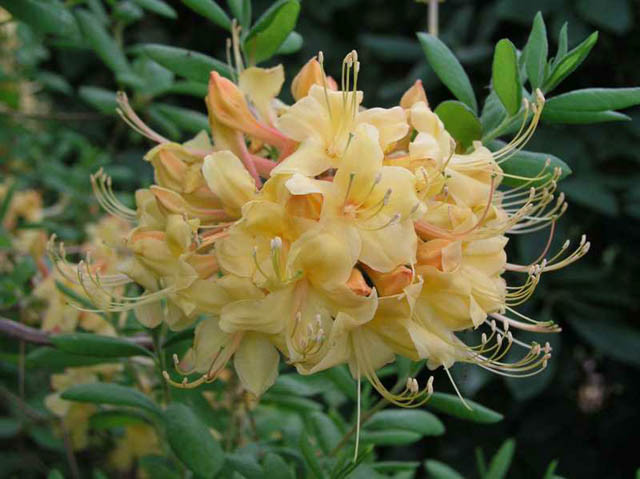 Rhododendron 'My Mary', 'My Mary' Rhododendron, 'My Mary' Azalea, Deciduous Azalea, Early Midseason Azalea, Yellow Azalea, Yellow Rhododendron, Yellow Flowering Shrub