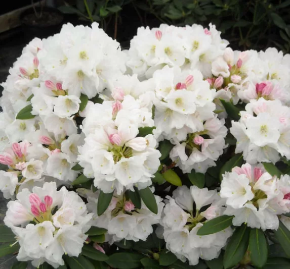 Rhododendron 'Nestucca', 'Nestucca' Rhododendron, 'Nestucca' Azalea, Evergreen Azalea, Midseason Azalea, White Azalea, White Rhododendron, White Flowering Shrub
