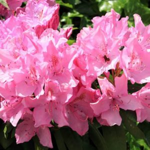 Rhododendron 'Olga Mezitt', Rhododendron 'Olga Mezzitt', pink flowers, pink rhododendron, pink flowering shrub