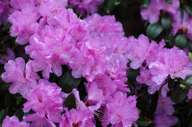Rhododendron 'PJM Elite', 'PJM Elite' Rhododendron, PJM Group, Early Midseason Rhododendron, Evergreen Rhododendron, Purple Rhododendron, Purple Flowering Shrub