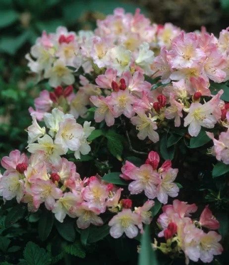 Rhododendron 'Percy-Wiseman', 'Percy-Wiseman' Rhododendron, Mid Season Rhododendron, Evergreen Rhododendron, White flowers, White rhododendron, White flowering shrub