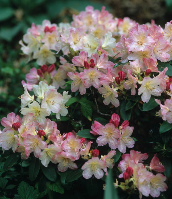 rhododendron 50 60 cm Rhododendron 'Hydon Velvet' Weiß-Rosa kaufen main image 1